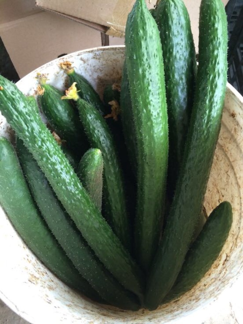 黄瓜