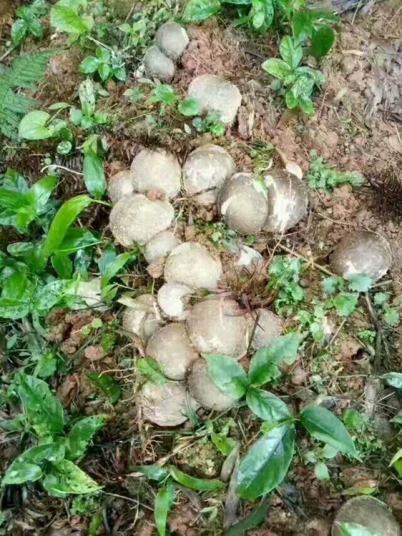长裙竹荪特级