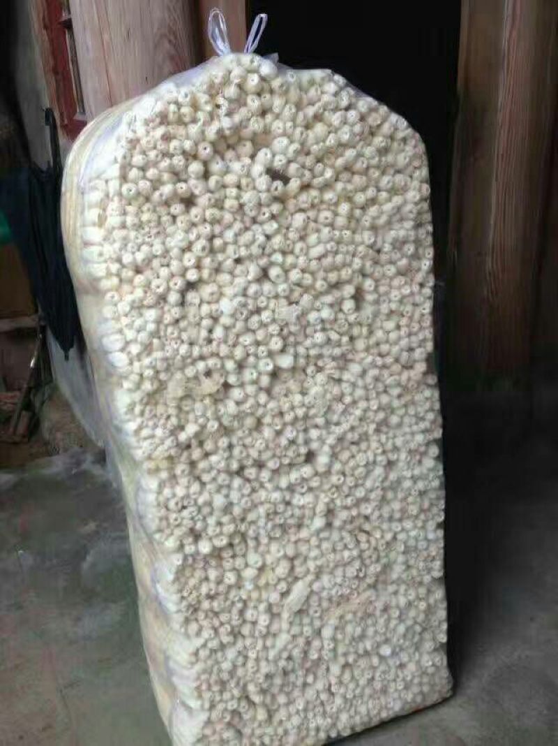 长裙竹荪特级