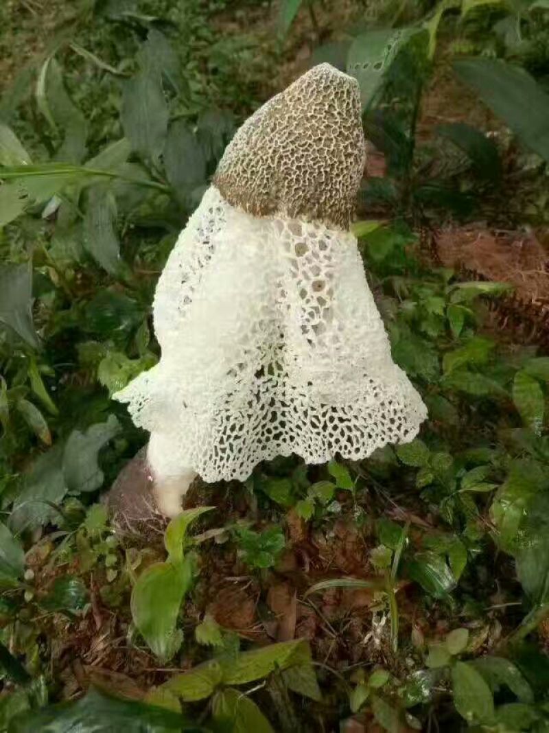长裙竹荪特级