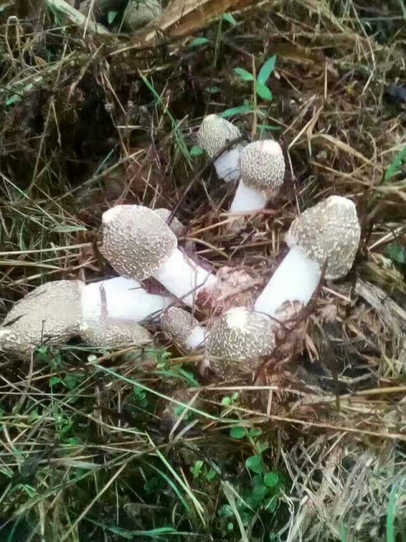 长裙竹荪特级