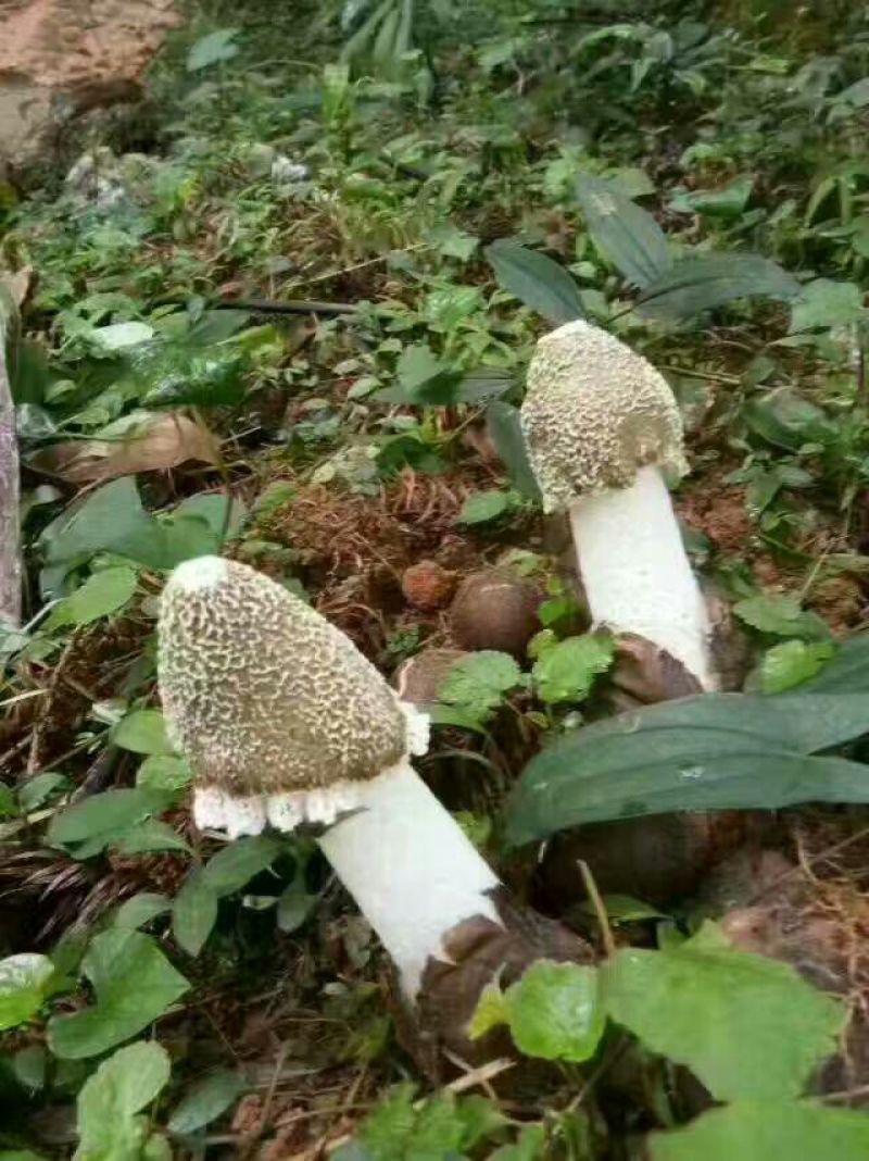 长裙竹荪特级