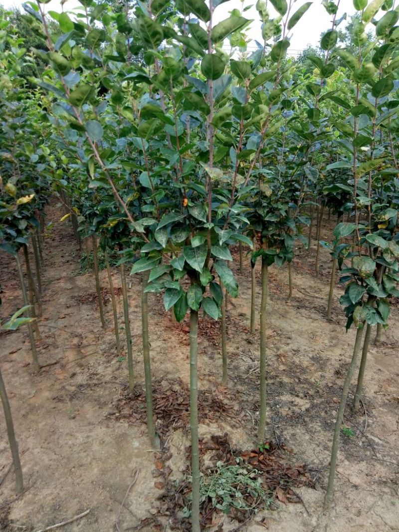 西府海棠2~4cm4cm以下4cm以下