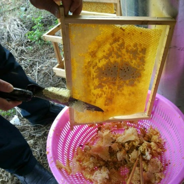 蜂蜜天然蜂蜜，柚子花，百香果花
