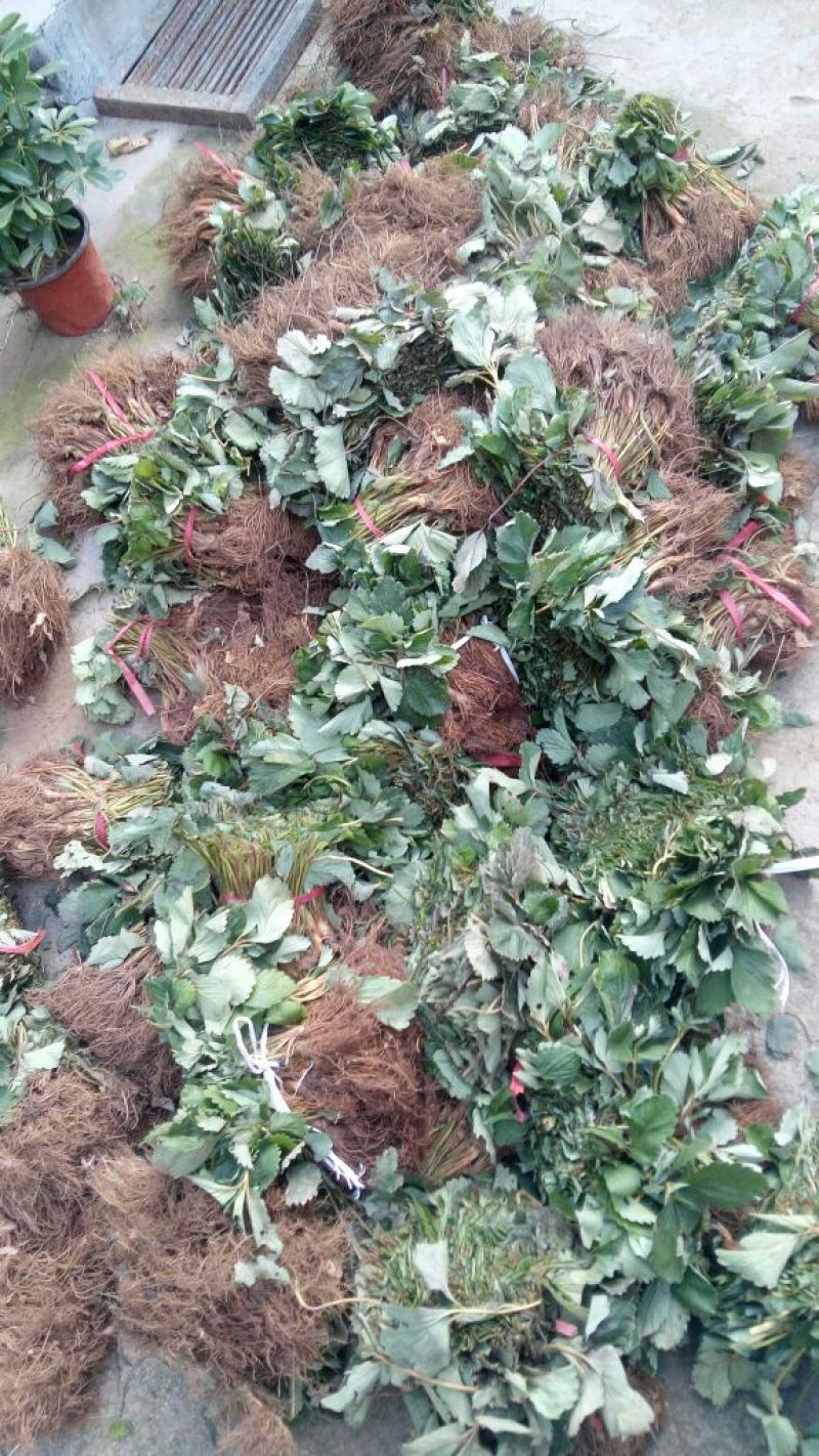 甜宝草莓苗采摘用苗产地直销无水泡支持一件代发