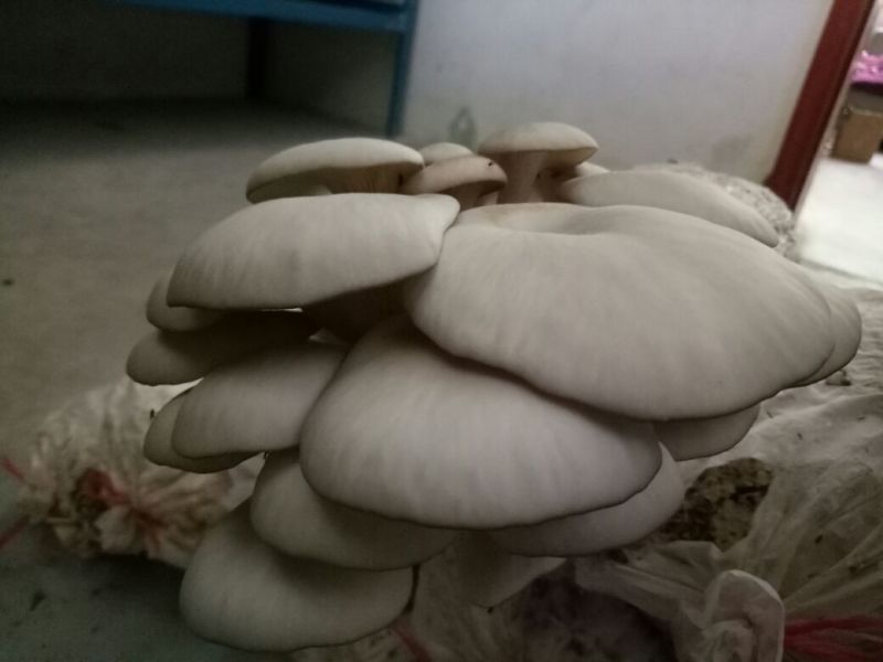 平菇菌种原种