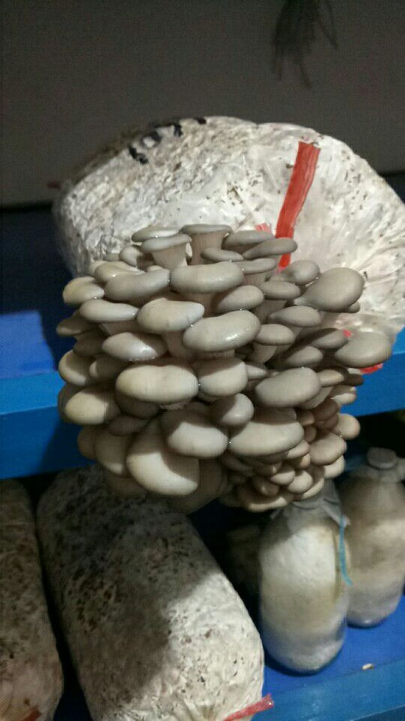 平菇菌种原种