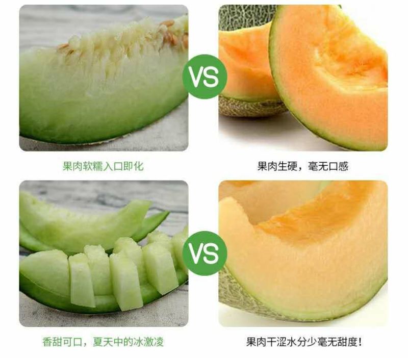 网纹瓜2斤以上椭圆形