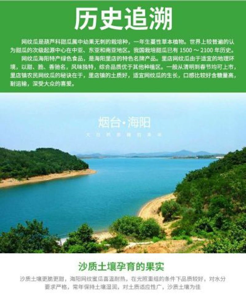 网纹瓜2斤以上椭圆形