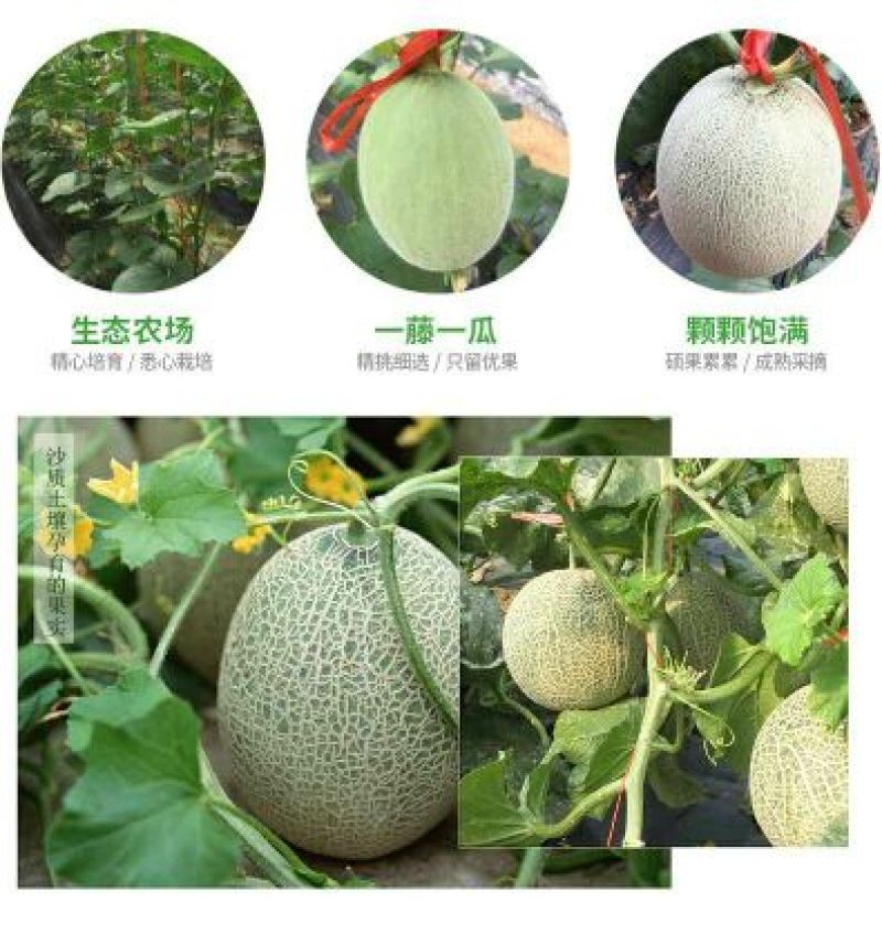 网纹瓜2斤以上椭圆形