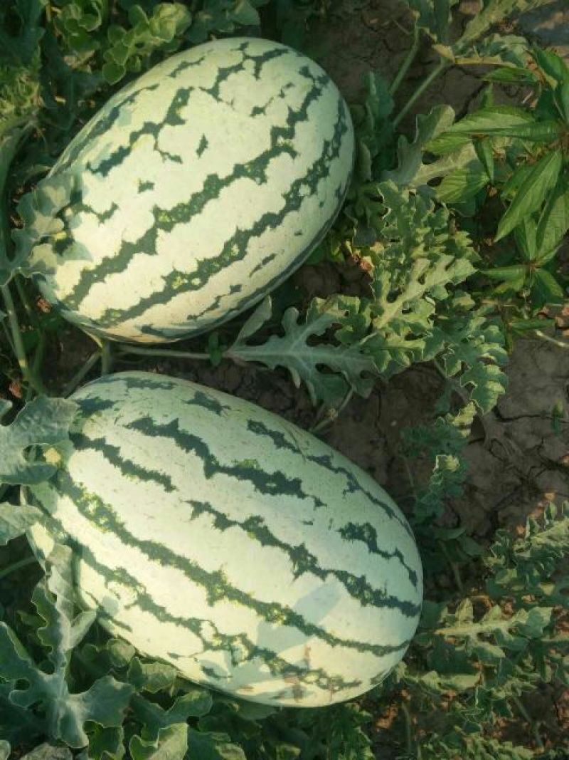 西农8号西瓜8斤打底9成熟头茬，产地直供，一手货源