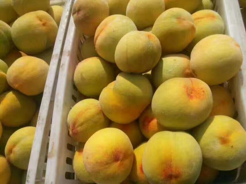 砀山黄桃精品黄桃4两以上大量上市货源充足