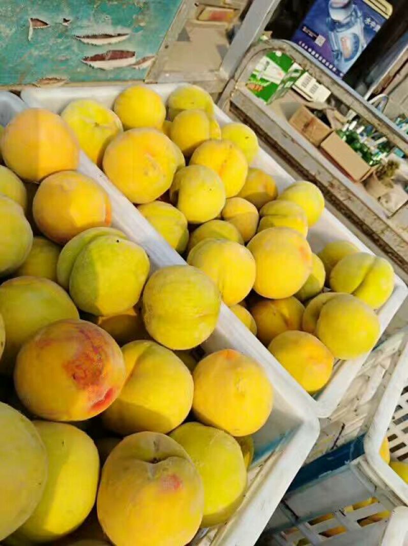 砀山黄桃精品黄桃4两以上大量上市货源充足