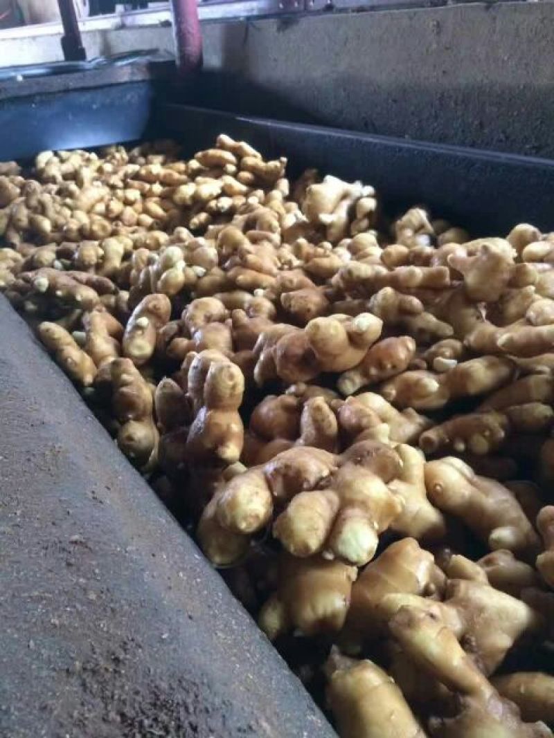 老姜大黄姜小黄姜产地供应带土，水洗，烘干。
