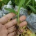 三叉白芨种苗10~20cm