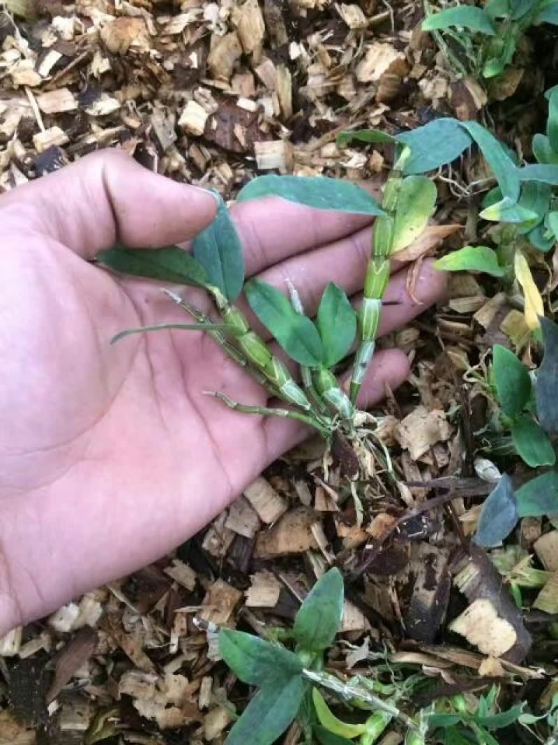 铁皮石斛苗10~20cm