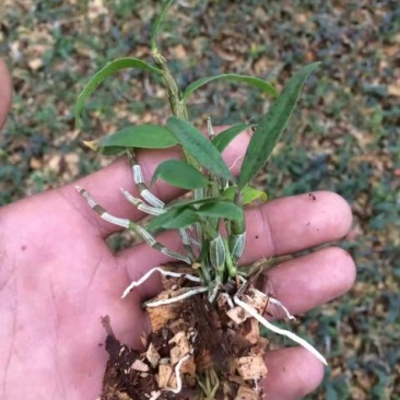 铁皮石斛苗10~20cm