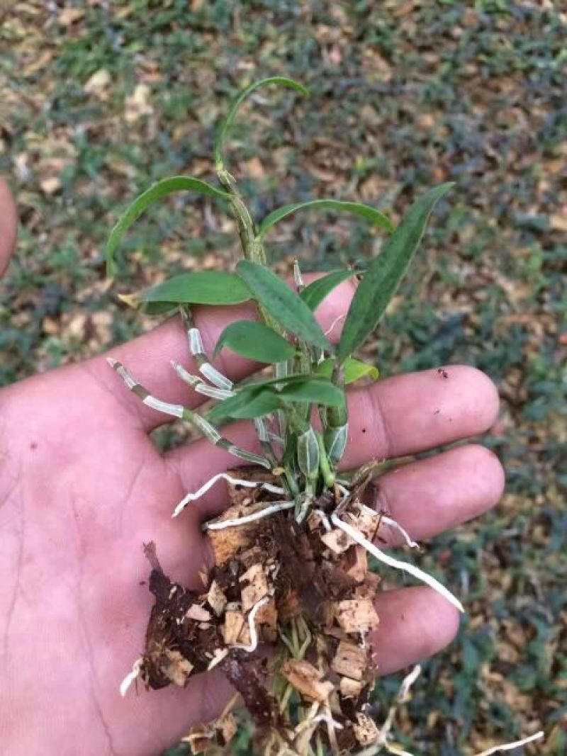 铁皮石斛苗10~20cm