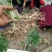 黄精种苗滇黄精、种子