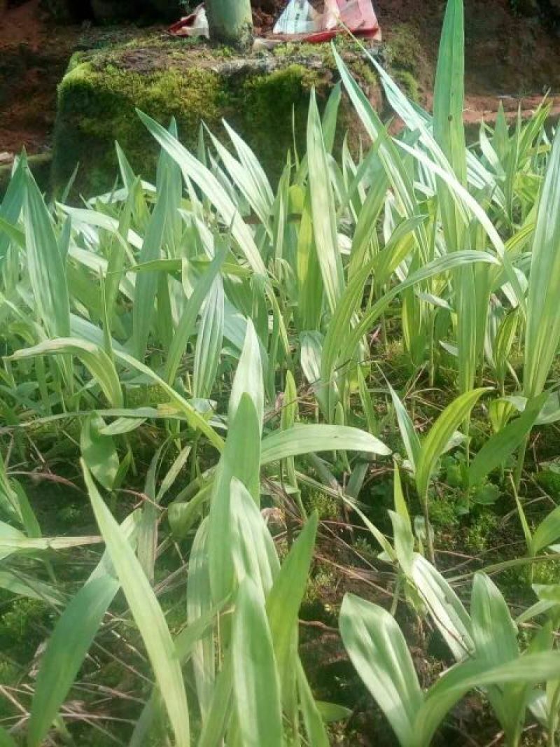三叉白芨种苗10~20cm