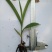 三叉白芨种苗10~20cm