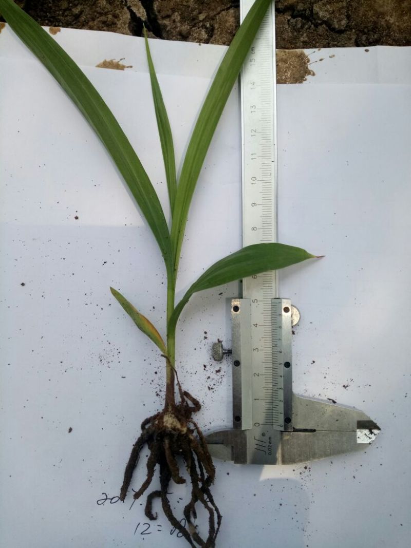 三叉白芨种苗10~20cm