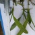 三叉白芨种苗10~20cm