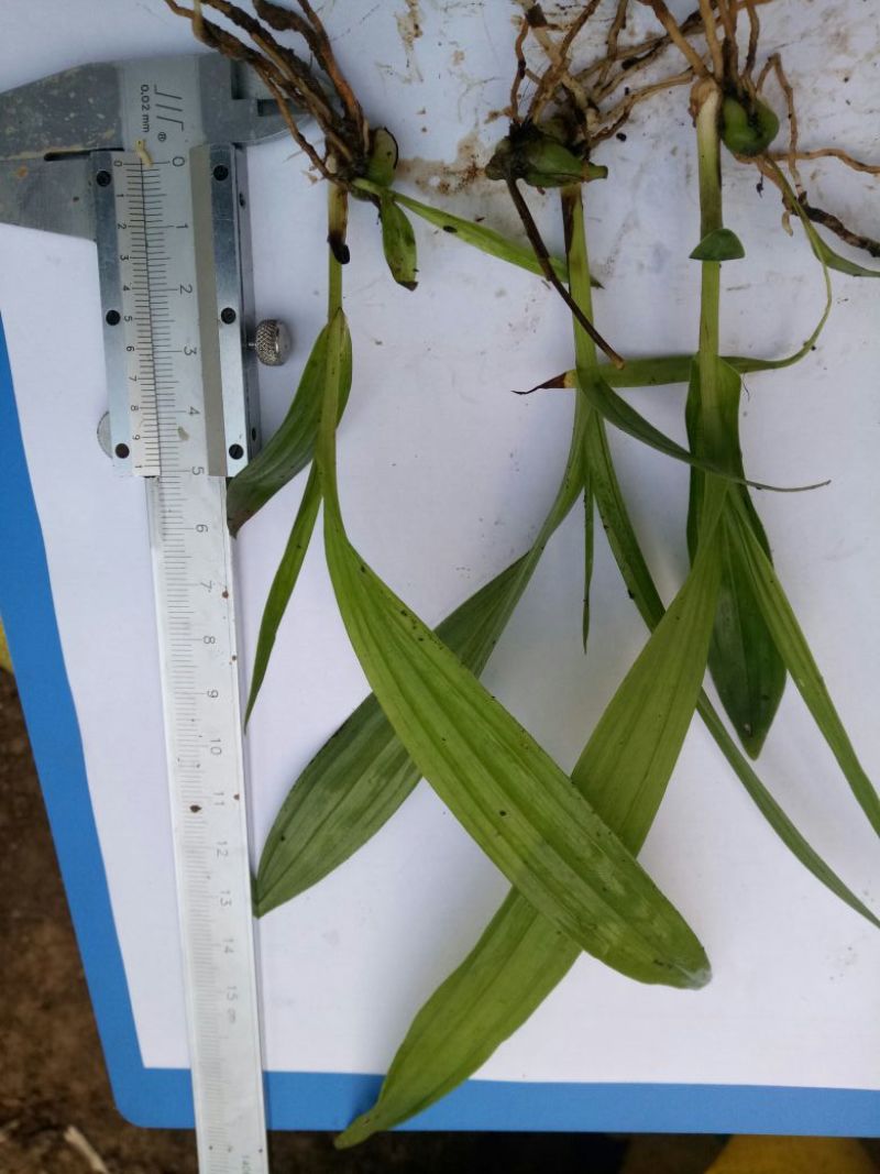 三叉白芨种苗10~20cm
