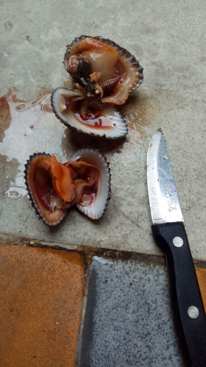 毛螺红螺食用鲜活10~30只/kg