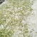 金银花色白花全花蕾