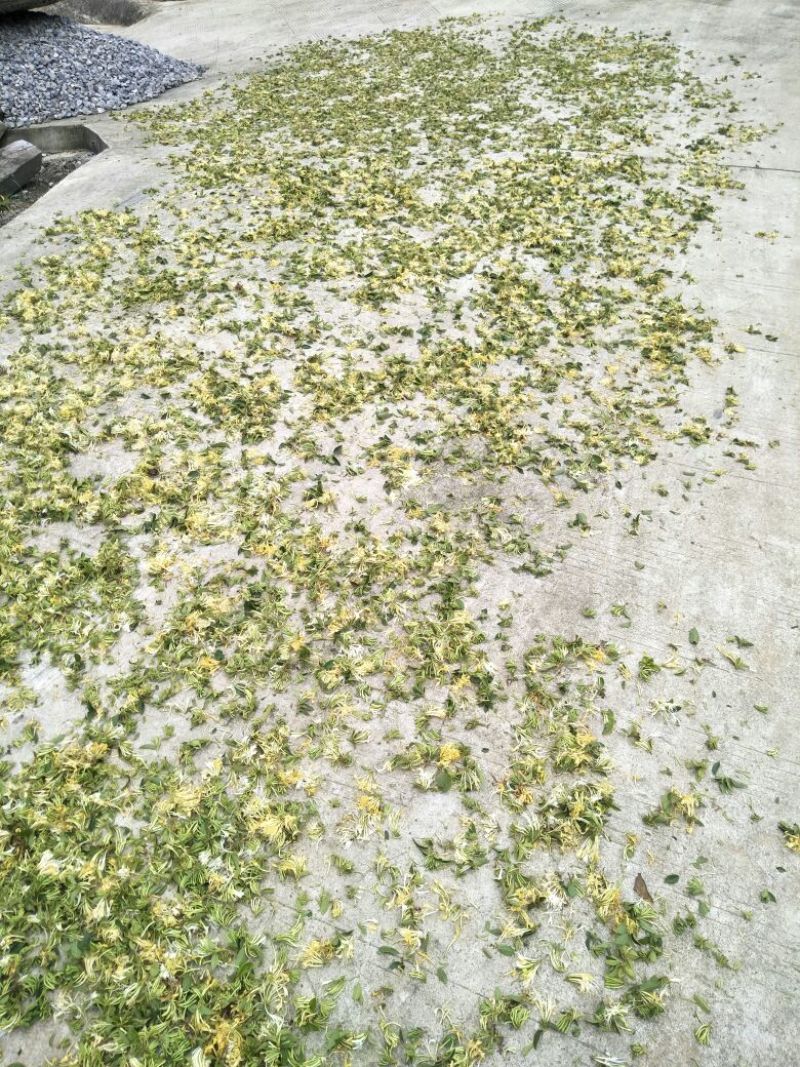 金银花色白花全花蕾