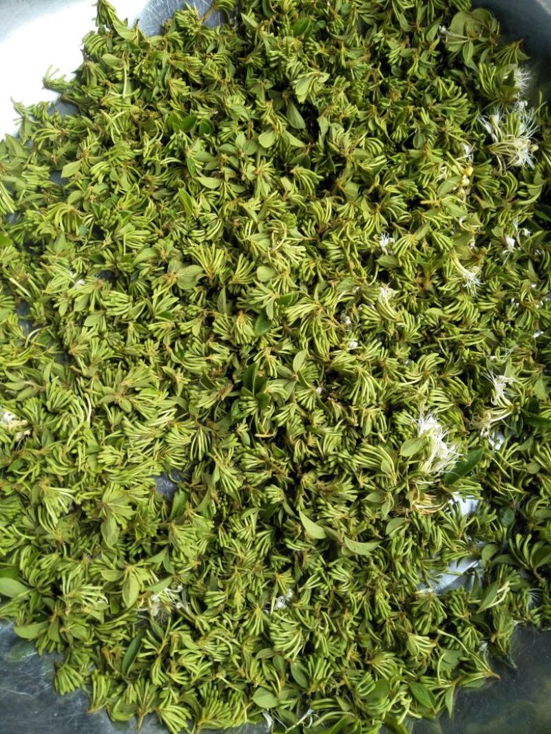 金银花色白花全花蕾