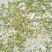 金银花色白花全花蕾
