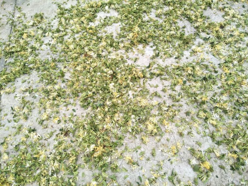 金银花色白花全花蕾
