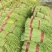 河北永年精品长豆角大量供应中50厘米以上
