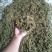 金银花色白花全花蕾
