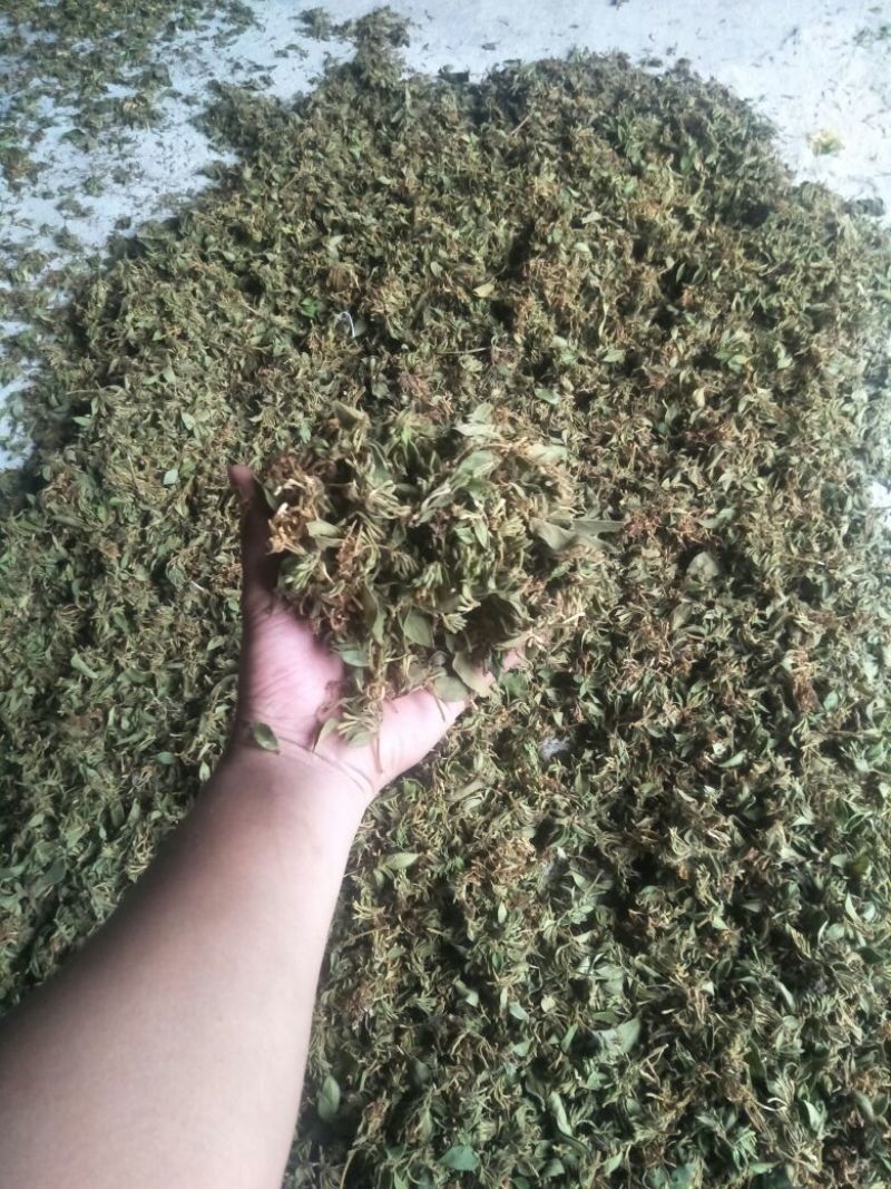 金银花色白花全花蕾