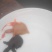 鳖苗