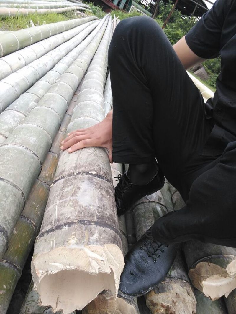 竹子楠竹