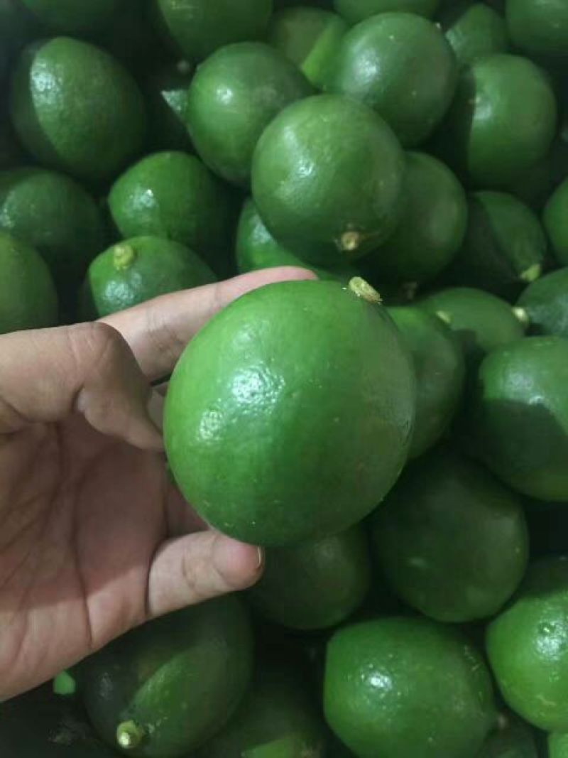 柠檬2~2.6两