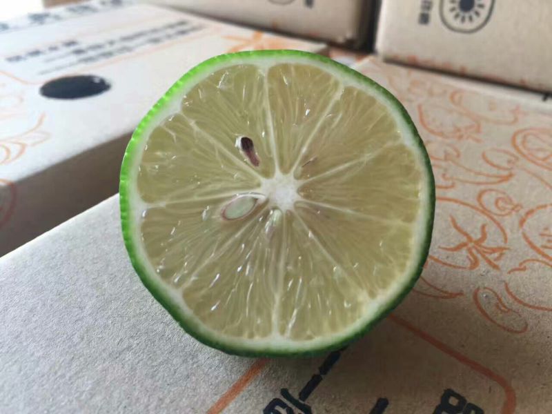 柠檬2~2.6两