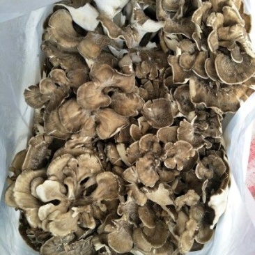鲜栗蘑特级
