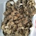 鲜栗蘑特级