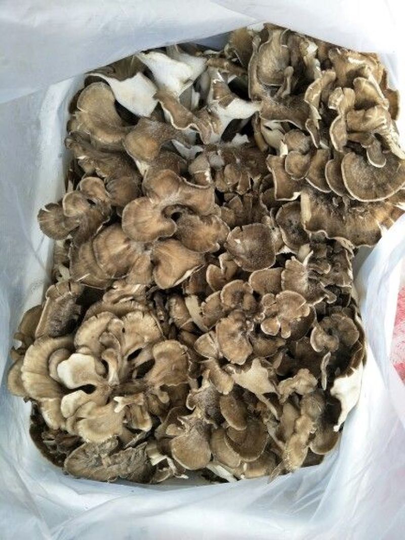 鲜栗蘑特级