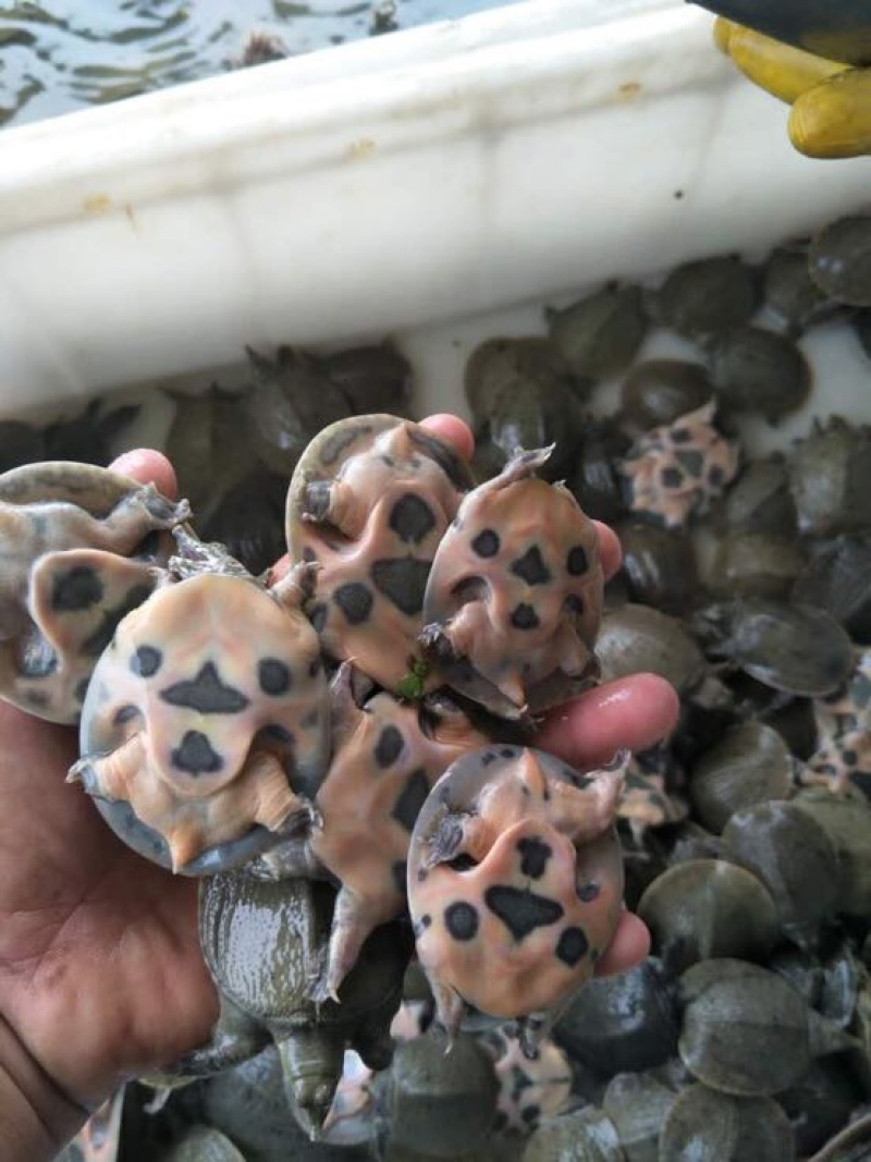 甲鱼苗