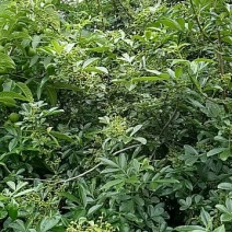 花椒一级鲜