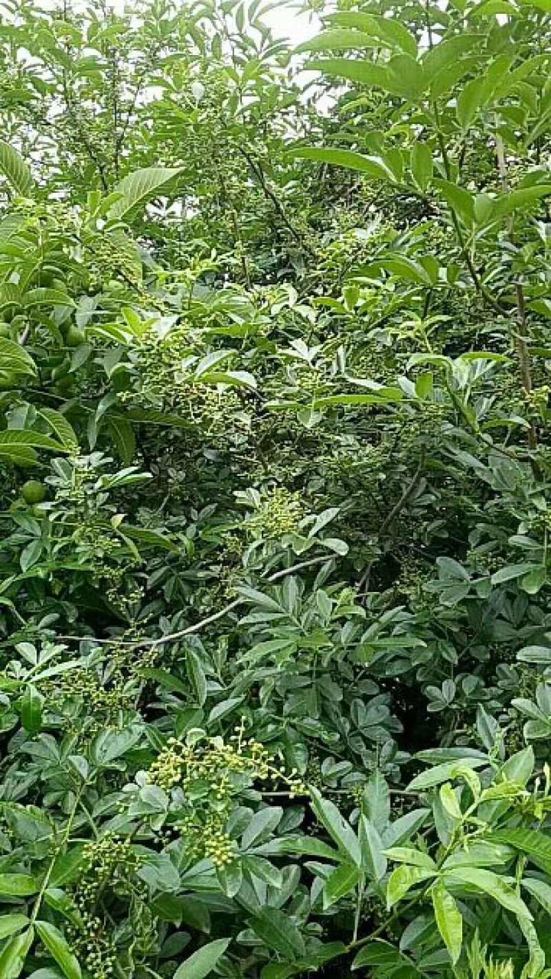 花椒一级鲜