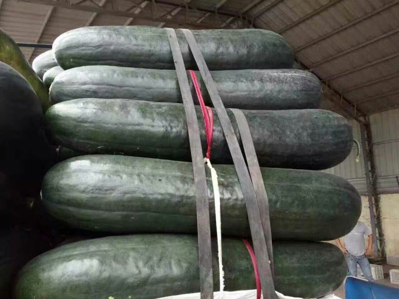 黑皮冬瓜30斤以上地冬瓜，基地直供无中间差价，