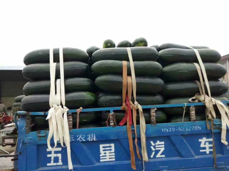 黑皮冬瓜30斤以上地冬瓜，基地直供无中间差价，