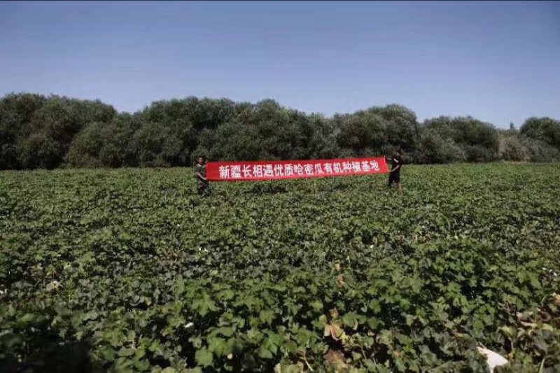西州蜜瓜
